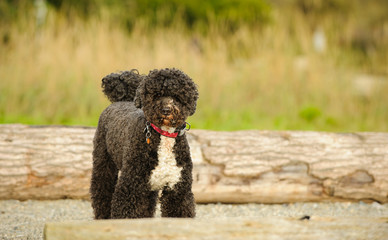 Portuguese Water Dog outdoor portrait