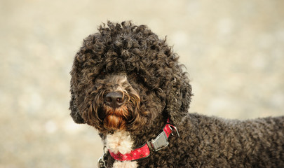 Portuguese Water Dog portrait