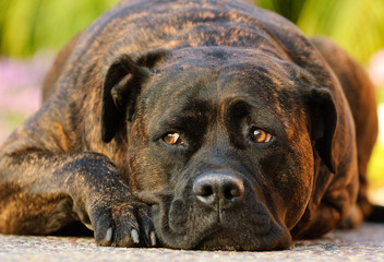 Brindle Mastiff lying down with head on ground