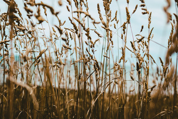 Fototapeta premium La naturaleza crece