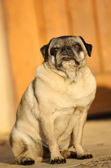 Pug sitting in front of door