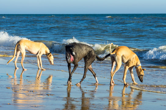 three greyhounds on the beach at sunset