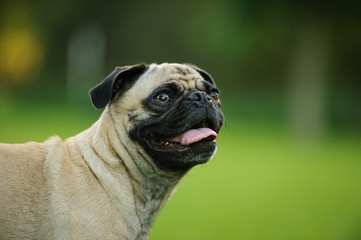 Obraz premium Pug dog outdoor portrait