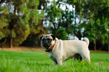 Pug dog standing in park grass