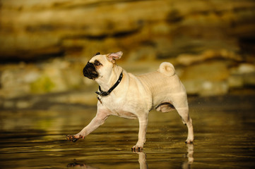 Pug dog outdoor portrait walking on wet sand beach