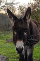 Naklejka na ściany i meble portrait of donkey in field