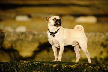Pug dog outdoor portrait with bluffs in background
