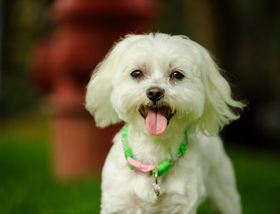 Maltese dog outdoor portrait standing by fire hydrant