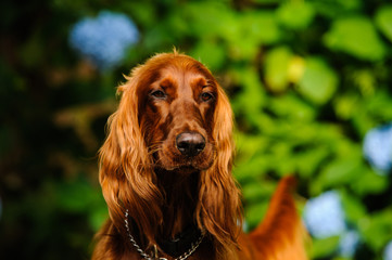 Irish Setter dog outdoor portrait