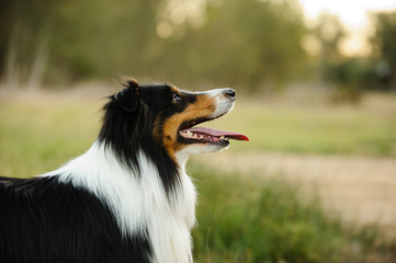 Sheltie dog portrait in park