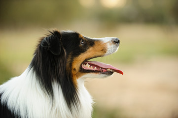Sheltie dog outdoor portrait in field
