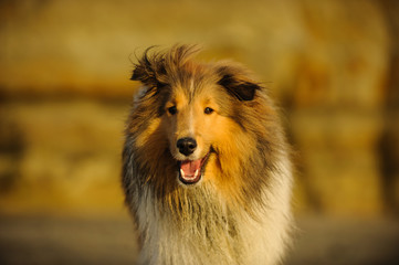 Fototapeta premium Sheltie dog with smile outdoor portrait