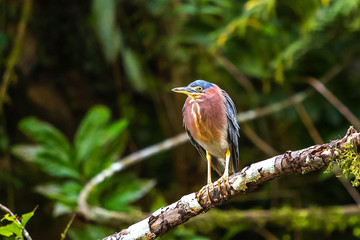 Beautiful least bittern bird close up hunting