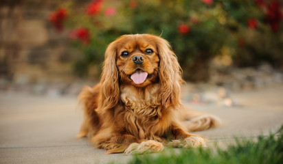 Cavalier King Charles Spaniel dog outdoor portrait in yard by garden
