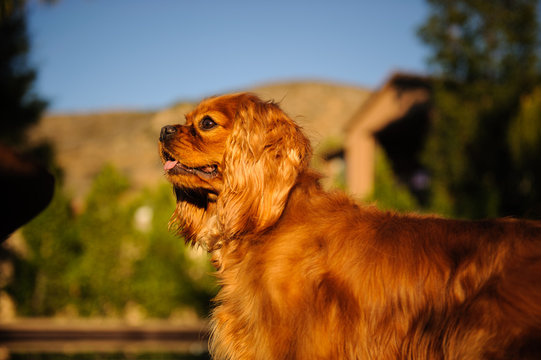 Ruby Cavalier King Charles Spaniel dog outdoor portrait