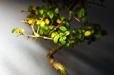 Bonsai leaves inside a house at night