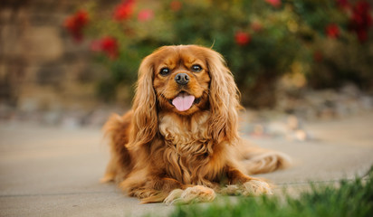 Cavalier King Charles Spaniel dog outdoor portrait