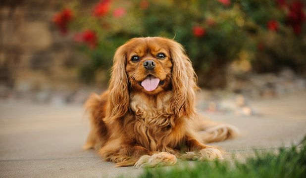 Cavalier King Charles Spaniel dog outdoor portrait