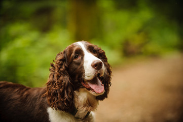 English Springer Spaniel dog portrait in forest