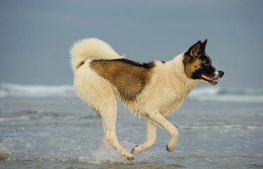Akita dog outdoor portrait running by ocean water