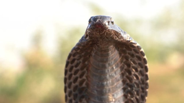 Indian cobra in Pushkar, India. Cobra snake close up portrait.