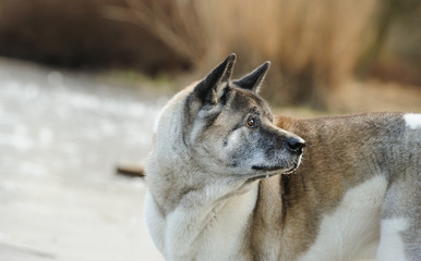 Naklejka premium Akita dog outdoor portrait in winter