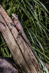 Lounging Lizard