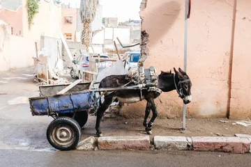 Fototapeten Esel donkey in Marrakech, Morocco  © Dennis