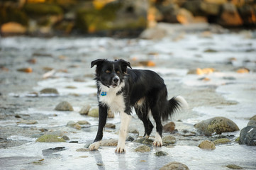 Border Collie dog outdoor portrait standing on frozen river in British Columbia, Canada