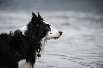 Wet black and white Border Collie dog by water