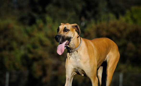 Fawn Great Dane Dog Walking