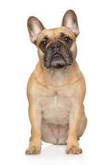 Portrait of a young French Bulldog
