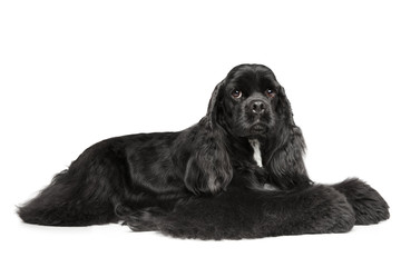 American Cocker Spaniel graceful lying