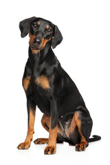 Fototapeta premium German Pinscher sitting on white background