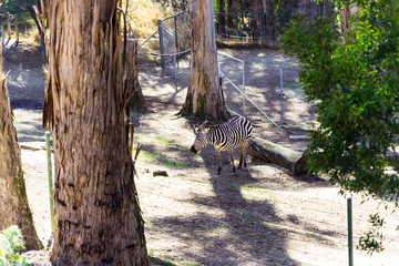 Grant's Zebra - Animal, Living Organism ,Mammals