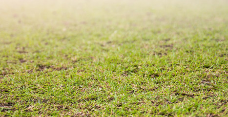 Grass background select focus