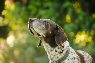 German Shorthair Pointer dog outdoor portrait sniffing up in air