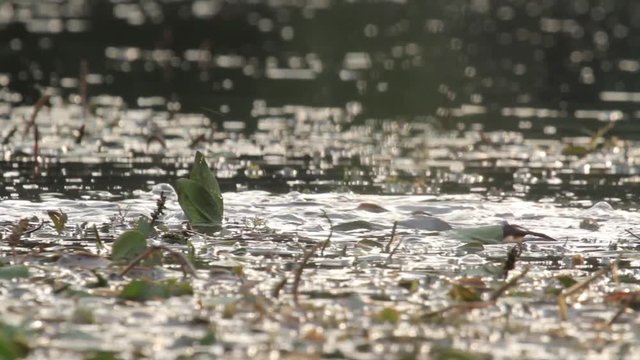 Catfish swim in the water