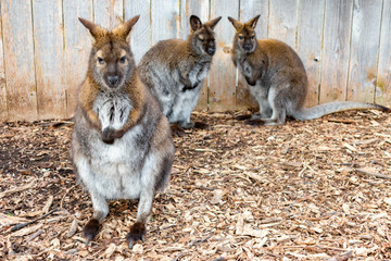 Full Length Wallaby Portrait with Two in the Background in front of a Fence