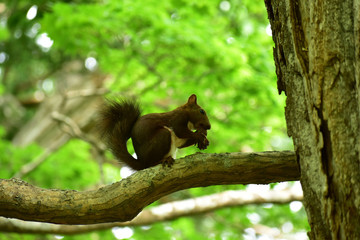 樹上で木の実を食べる子育て中の母リス