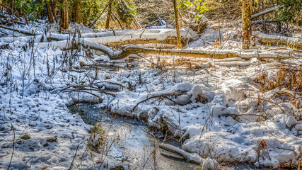 Northern woodland in snow