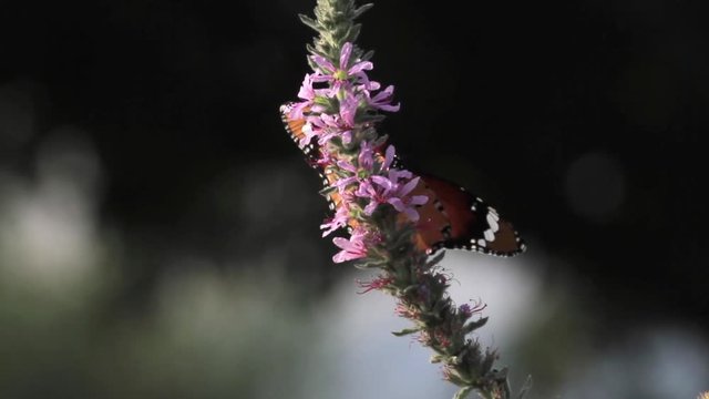 Plain Tiger Buterfly on flower