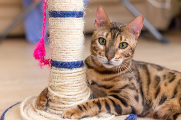 cute funny cat is playing with a scratcher