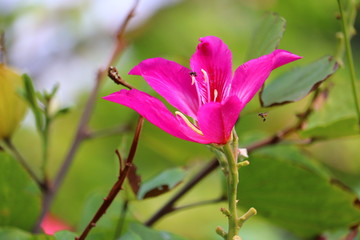pink flower