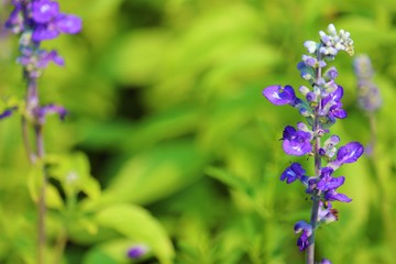 blue flowers in garden