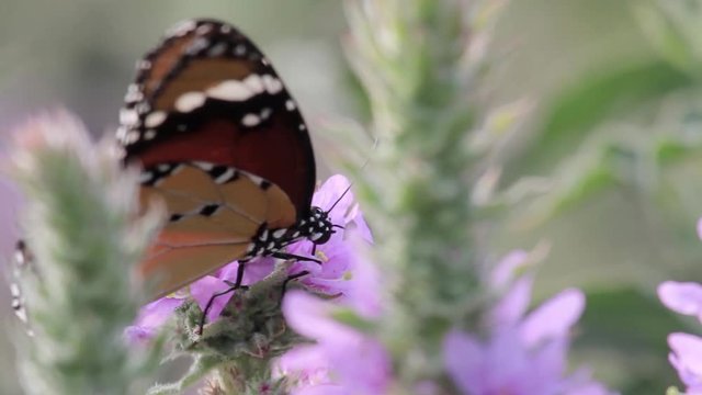 Plain Tiger Buterfly on flower