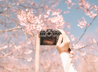 mirrorless digital camera in hand on pink wild himalayan cherry flower background