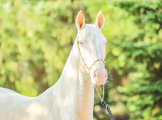 Akhal-Teke horse portrait. Perlino or cremello thoroughbred mare with blue eyes, blur golden...