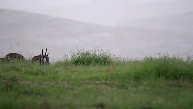 Israeli mountain gazelle running and jumping in the field