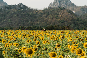 Lopburi Sunflowers